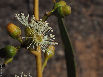Eucalyptus brachycalyx flower Denzel Murfet Warramboo